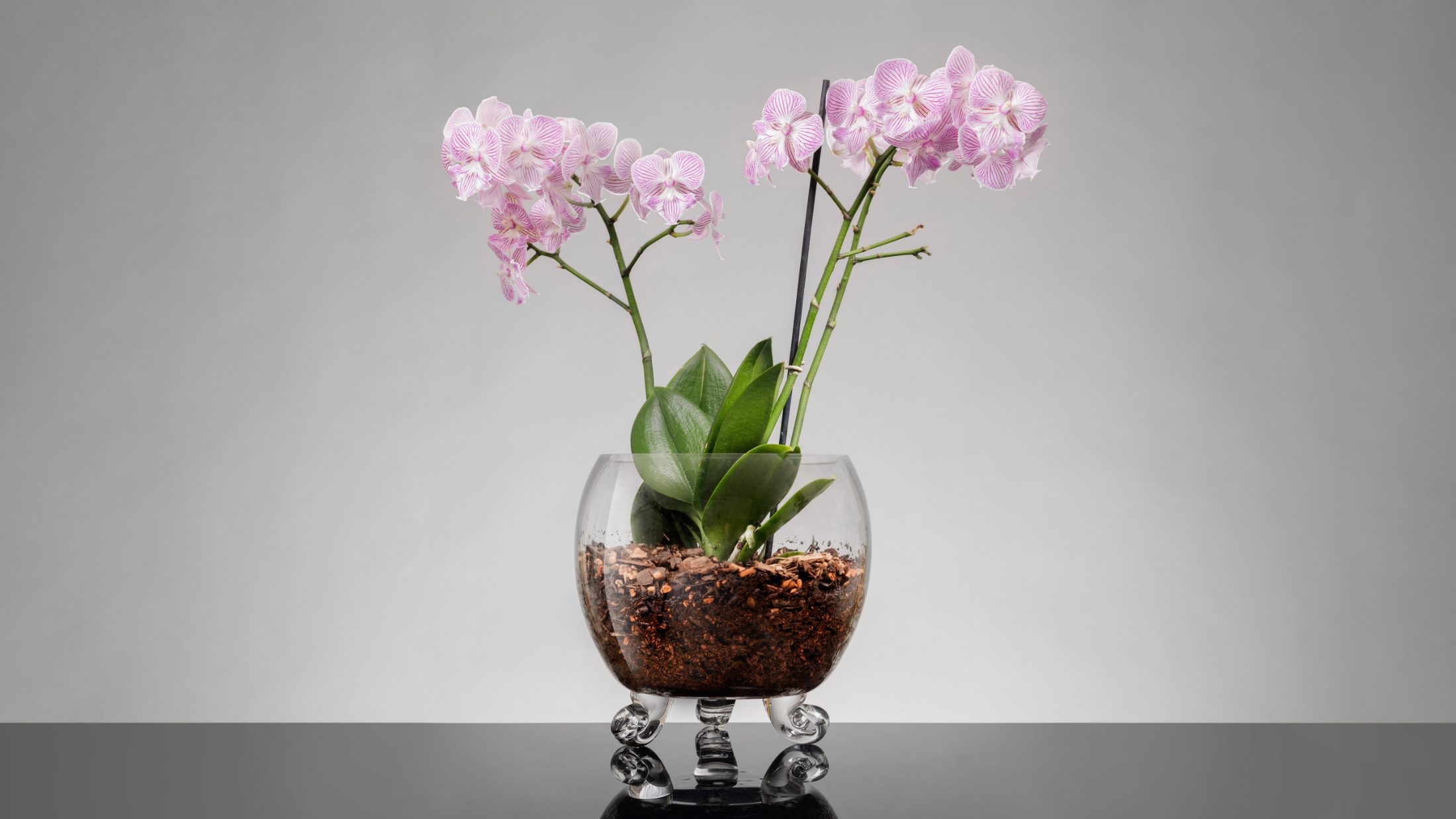 Freyven glass vessel planted with a pink orchid in bloom