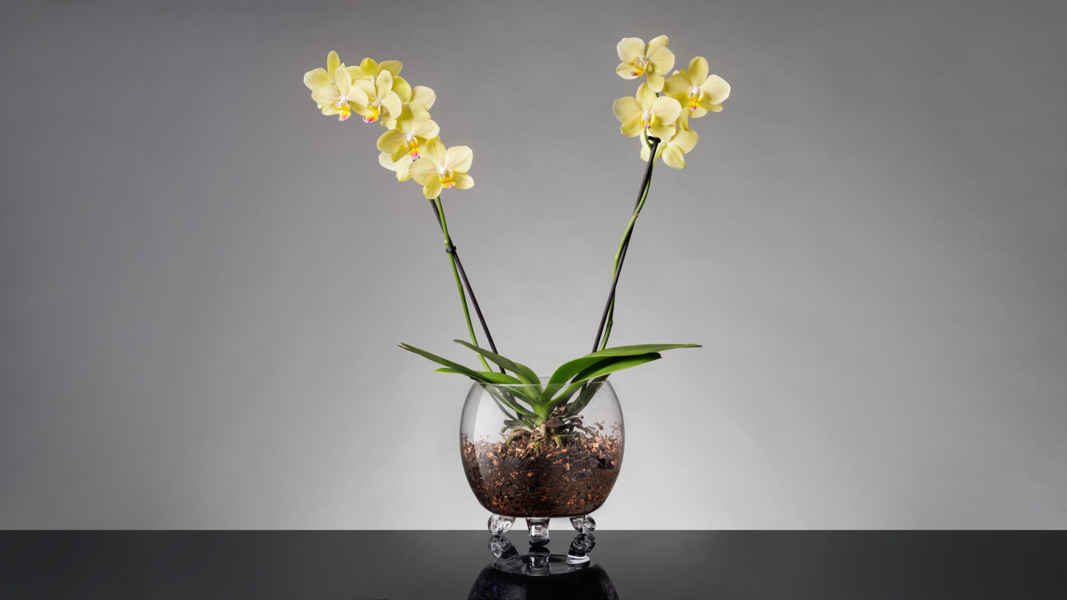 Freyven glass vessel planted with a yellow orchid in bloom